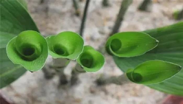 植物晚上释放氧气还是二氧化碳截图1