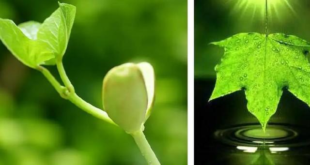 植物晚上释放氧气还是二氧化碳截图2