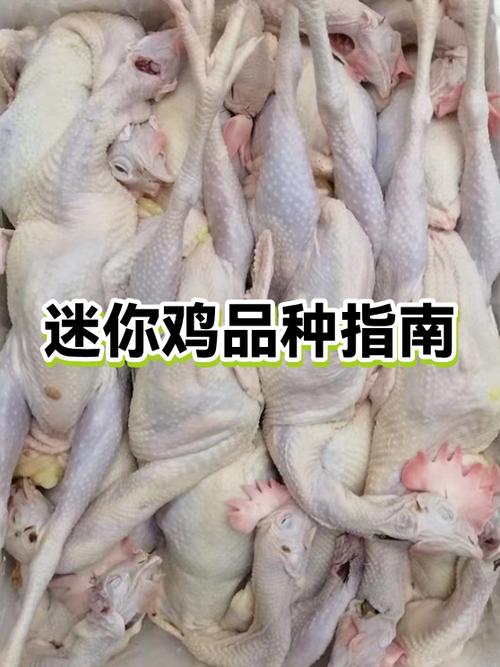 在迷你世界里怎么让鸡生出小鸡