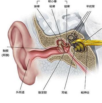 耳朵听不见声音
