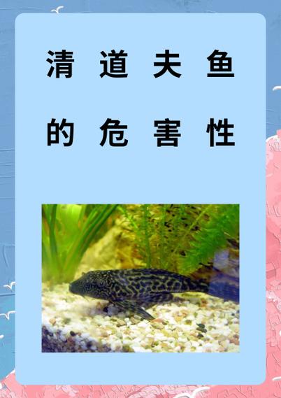 清道夫吃不吃鱼的粪便