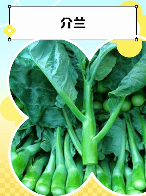 芥兰的毒性有多强