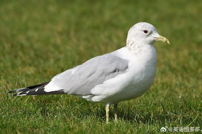 海鸥(Seagull)