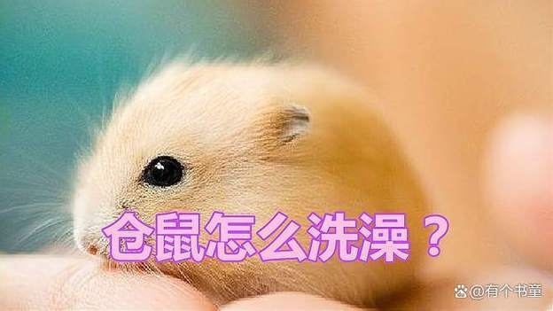 仓鼠怎么洗澡 银狐