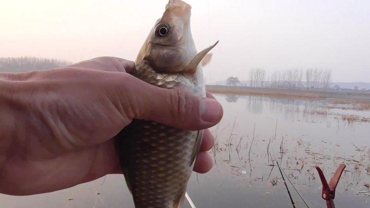 红虫钓鲫鱼效果怎么样