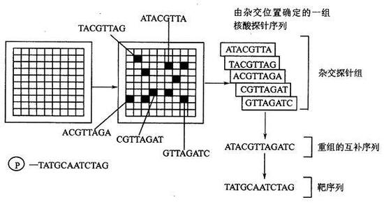 dna和rna杂交方式截图2
