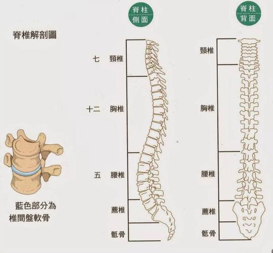 龙骨疼痛位置图