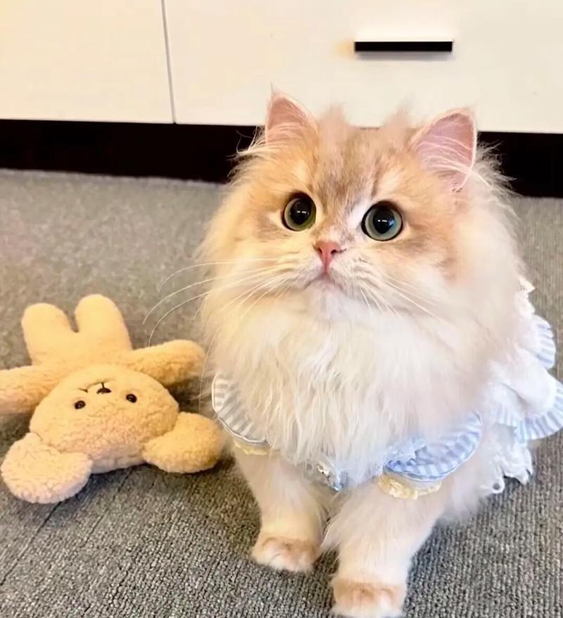 泡芙猫咪的视频
