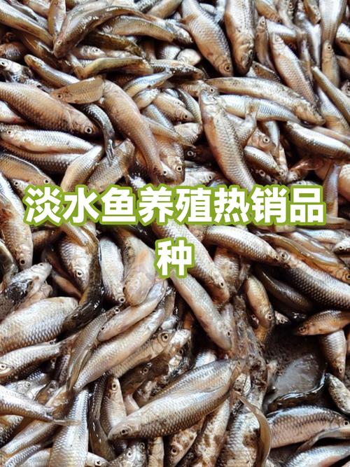 小鱼品种大全图片 小鱼品种大全图片