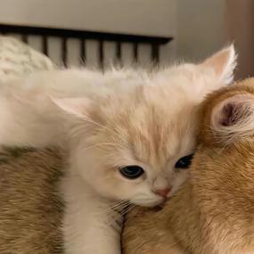 猫 情头截图1