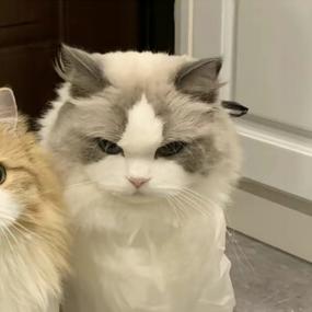 猫 情头截图2