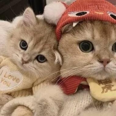 猫 情头截图3