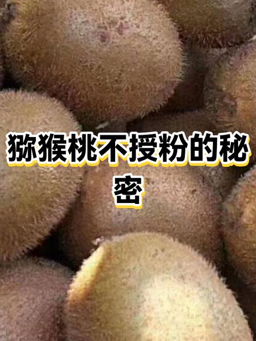 猕猴桃是什么性质的水果蚂蚁庄园截图2