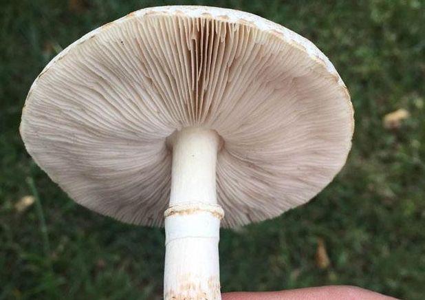 白色蘑菇叫什么截图3