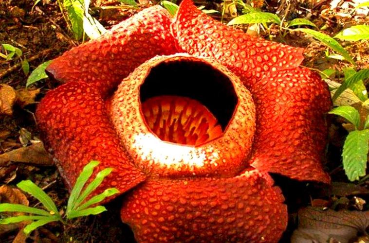 食人花能吃人吗 食人花能吃人吗