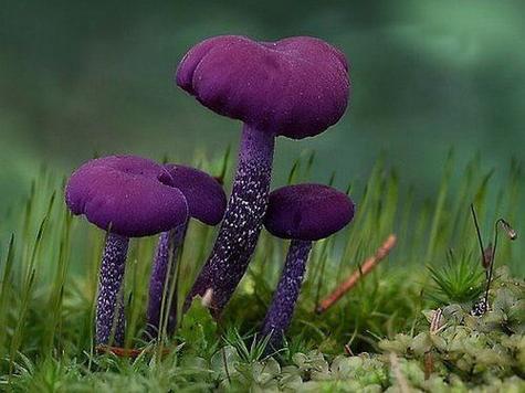 紫色蘑菇 紫色蘑菇