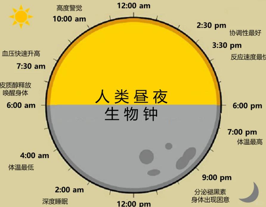 生物钟正确答案截图2