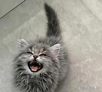 猫咪为什么一直叫个不停