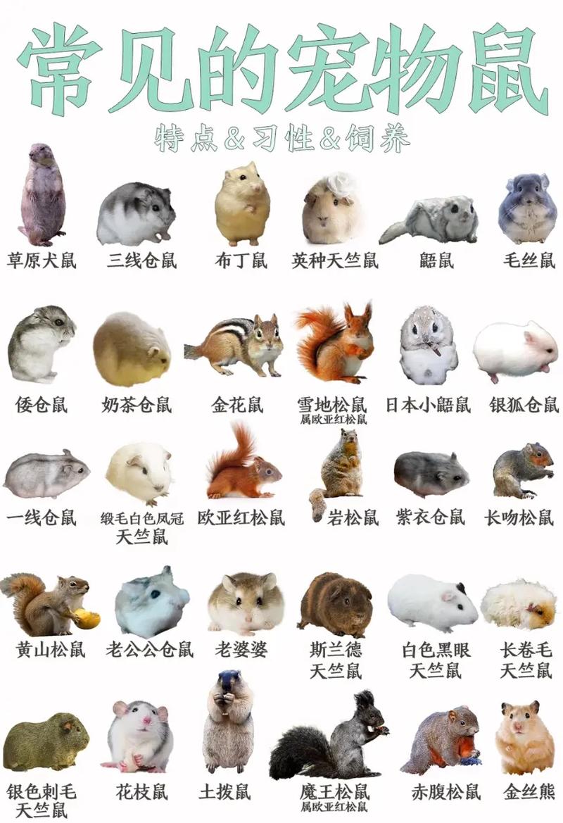 松鼠症仓库更新列表4