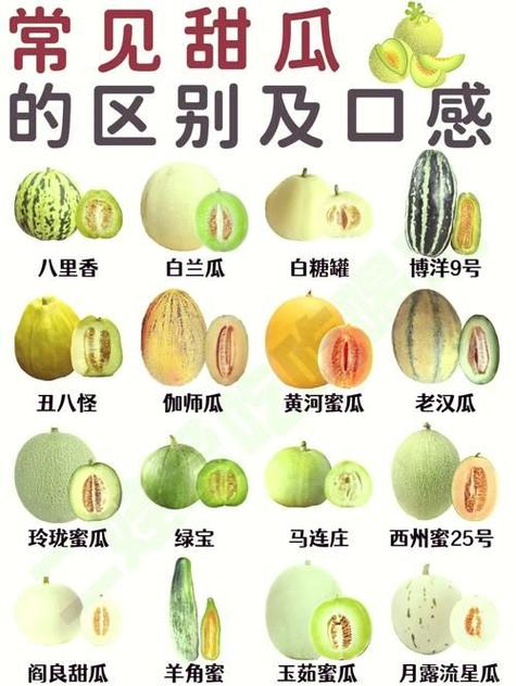 陕西香瓜品种有哪些