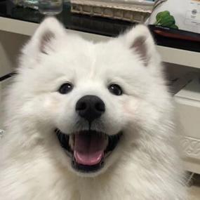 狗狗图片大全大图