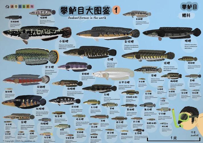 52poke图鉴