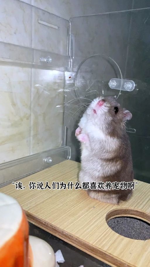 想朋友圈卖仓鼠的文案截图2