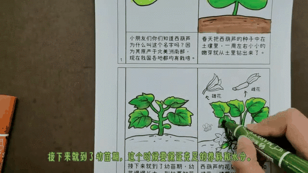 葫芦生长过程图片