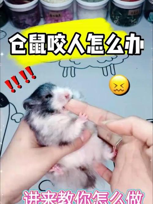 银狐仓鼠咬人怎么办截图3