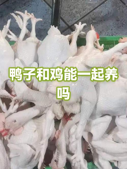 鸭子和鸡能在一起养吗