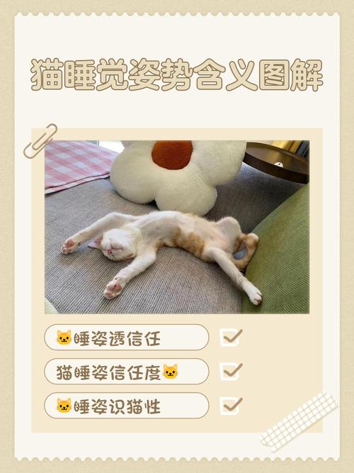 小懒猫什么意思 小懒猫什么意思