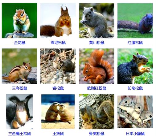 松鼠品种图片大全