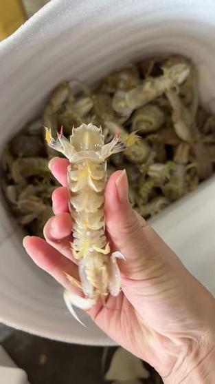 皮皮虾小视频怎么样