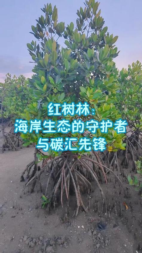 红树林的生态作用