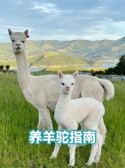 怎么养羊驼