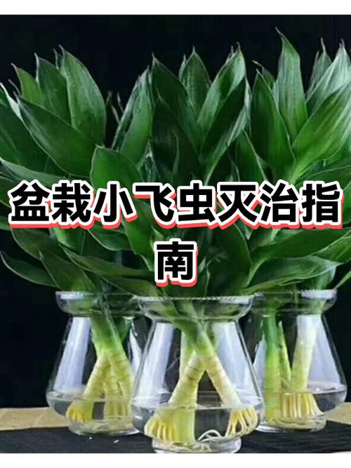 花盆里有小飞虫怎么处理