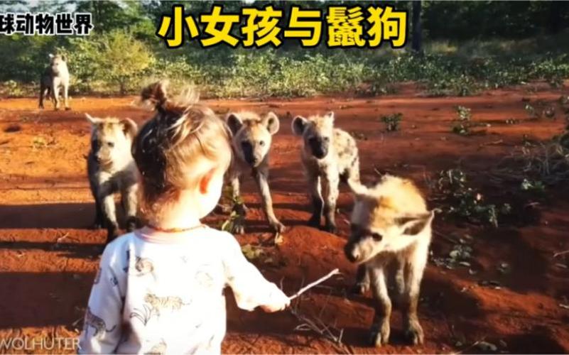 非洲女孩和鬣狗