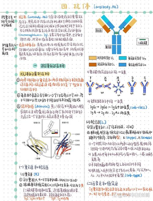 轻链是什么意思截图3