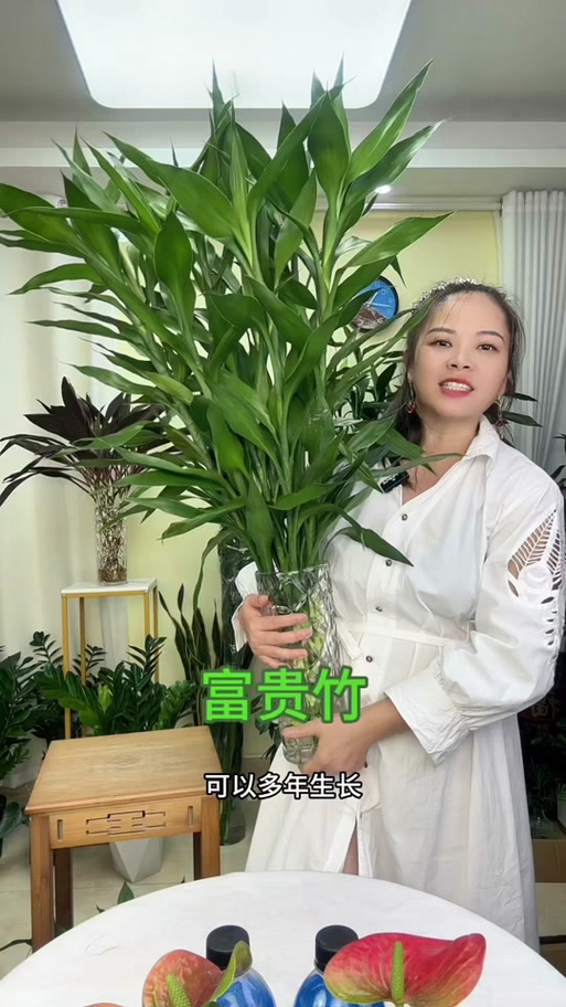 富贵竹可以长高吗 富贵竹可以长高吗