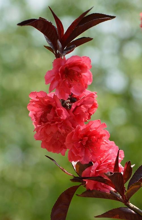 又见桃花红截图2