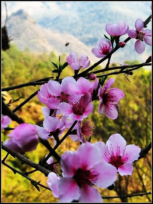 又见桃花红截图3