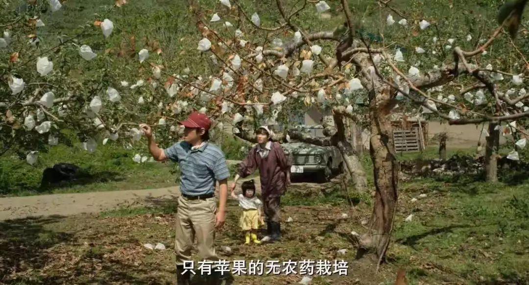 奇迹的苹果背后的真实
