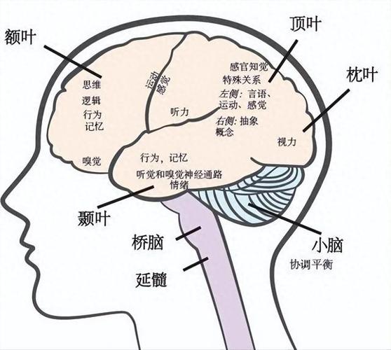 记忆力差怎么补最快最有效截图1