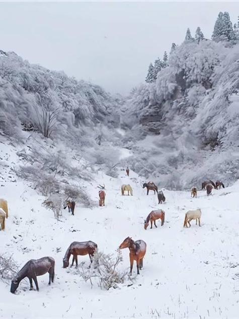 仙女山看雪截图3