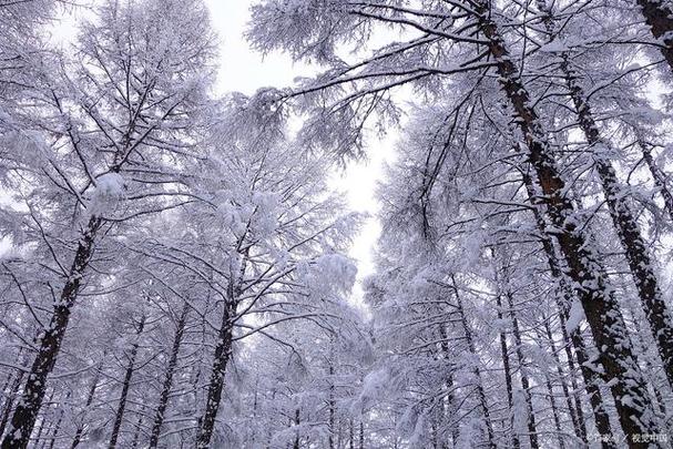 林海雪原 epub截图3