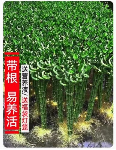转运竹可以剪根吗 转运竹可以剪根吗