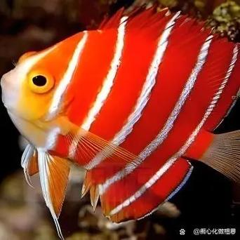 红仙画质修改器超广角