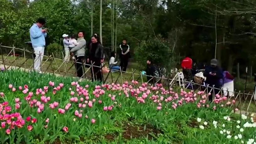 花儿视频在线观看截图3