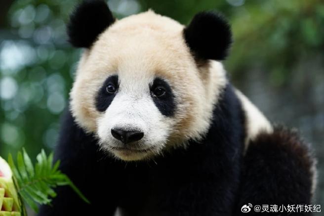大熊猫是珍贵还是宝贵截图3