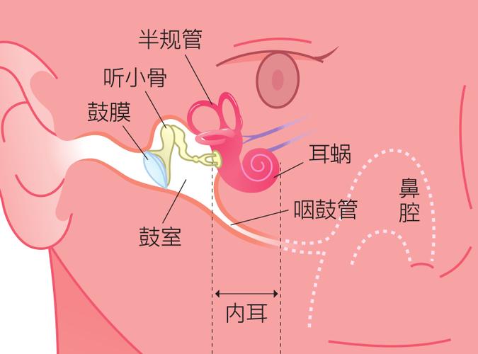 耳朵里有声音截图2
